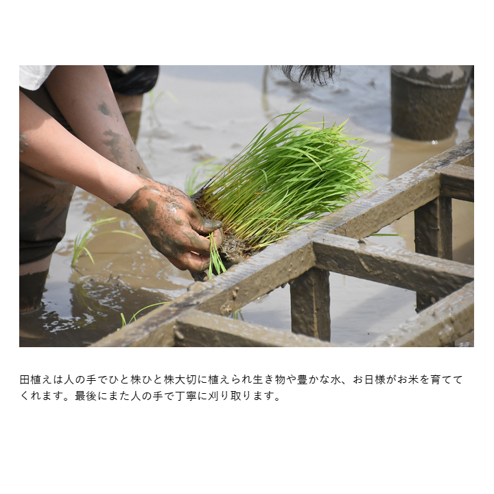 ラ コリーナ米 精米　1kg